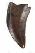 Small Theropod Tooth (Nanotyrannus?) - Montana #37193-1